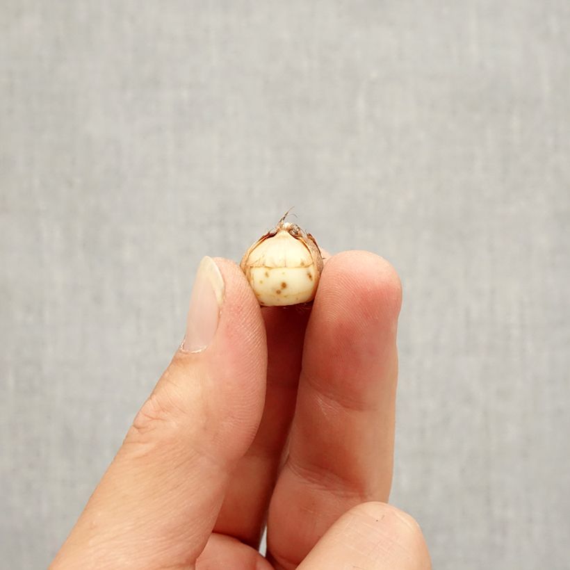 Crocus tommasinianus Roseus - Early Crocus Bulb size 5+ sample as delivered in autumn