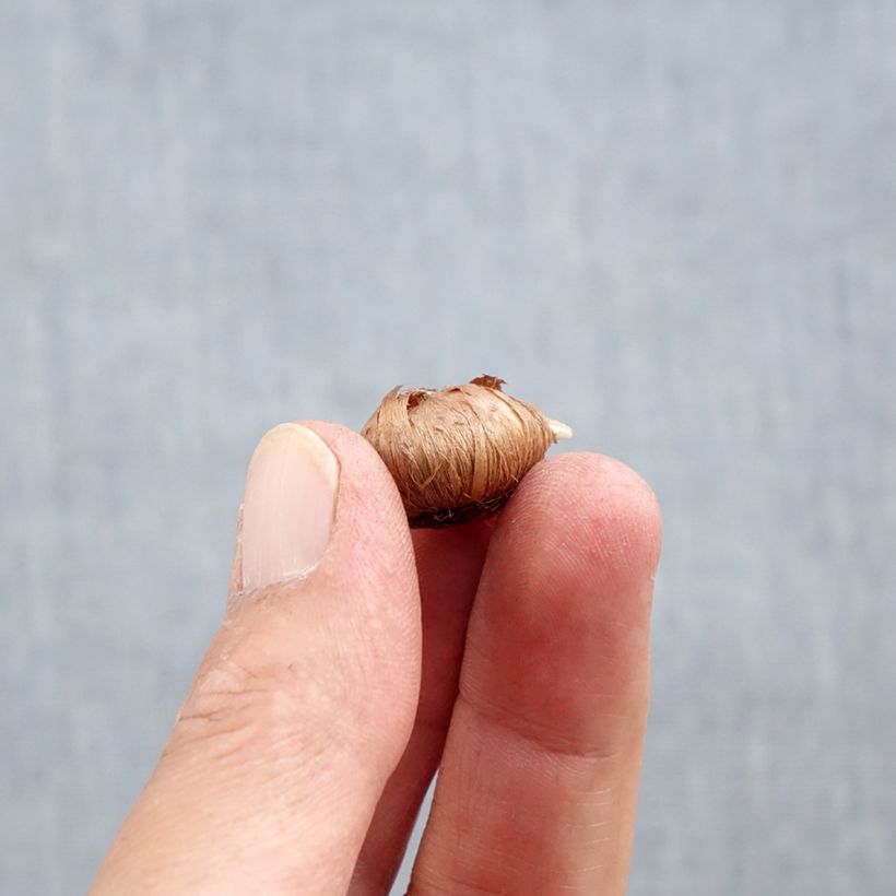 Crocus tommasinianus Ruby Giant - Early Crocus Bulb size 5+ sample as delivered in autumn