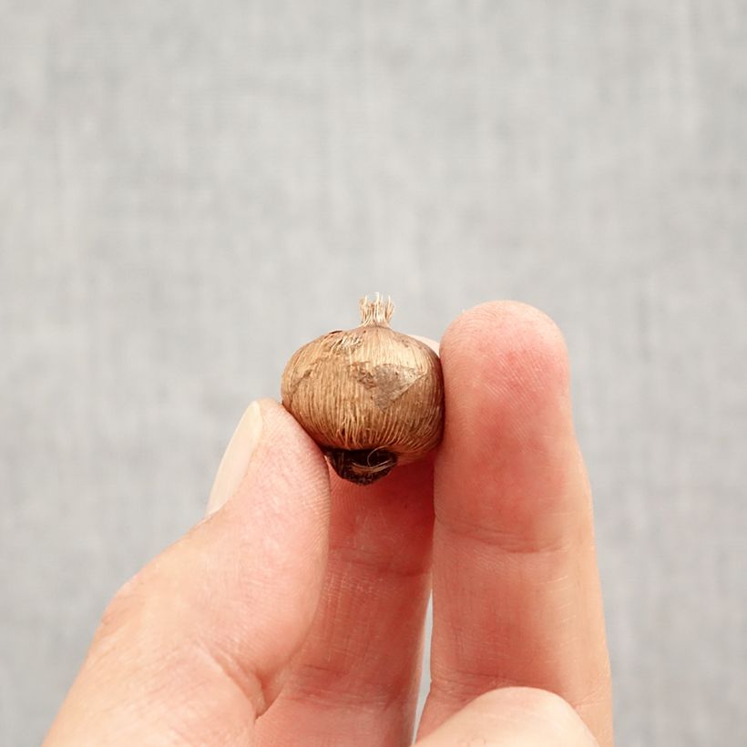 Crocus vernus subsp. albiflorus White - Spring crocus Bulb size I sample as delivered in autumn