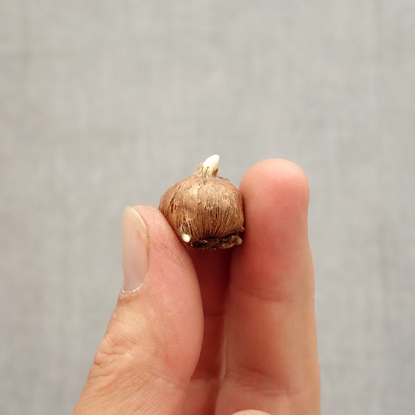 Crocus vitellinus Bulb size 5+ sample as delivered in autumn