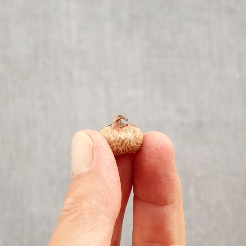 Crocus Yalta Bulb size 5+ sample as delivered in autumn