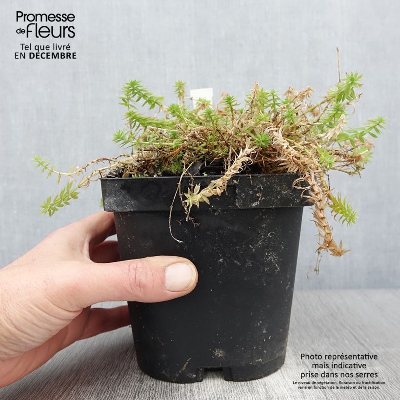 Phuopsis stylosa  2L/3L pot sample as delivered in autumn