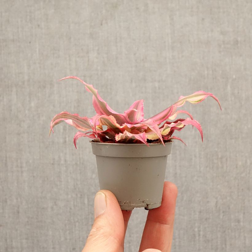 Cryptanthus bivittatus 'Pink Star' - Earth star mini plant sample as delivered in spring