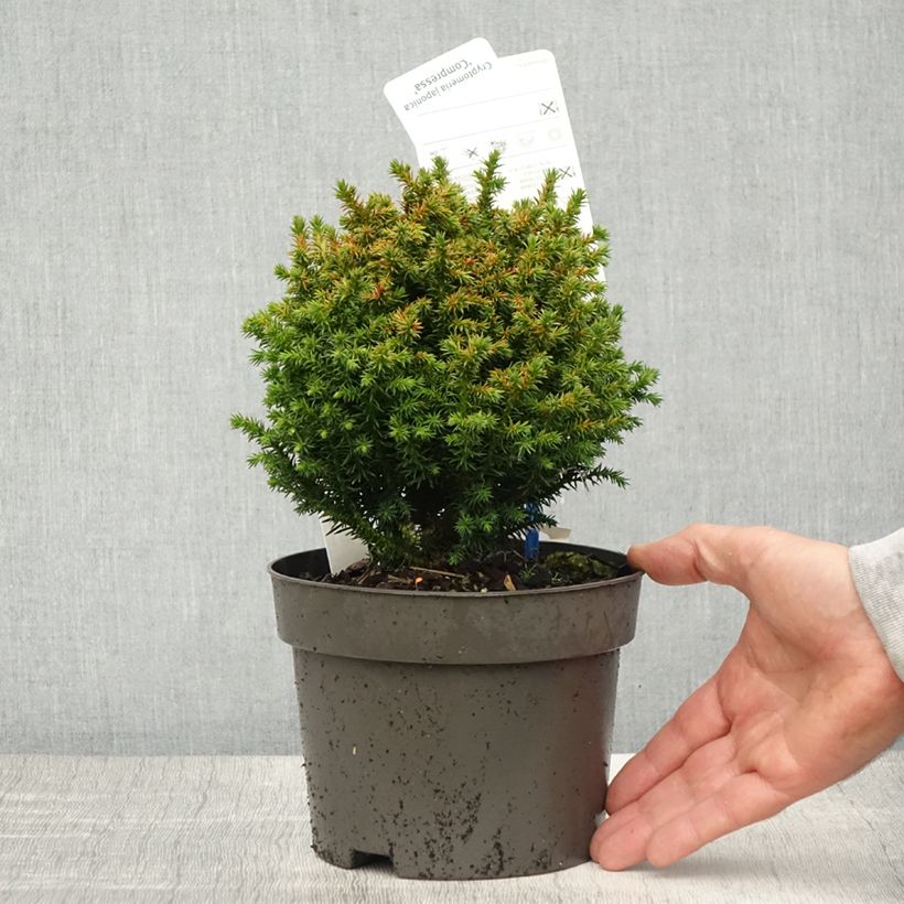 Cryptomeria japonica Compressa 2L/3L pot sample as delivered in spring