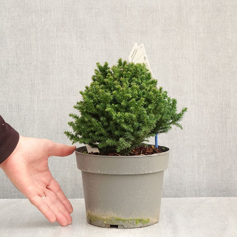 Cryptomeria japonica Compressa 2L/3L pot sample as delivered in autumn