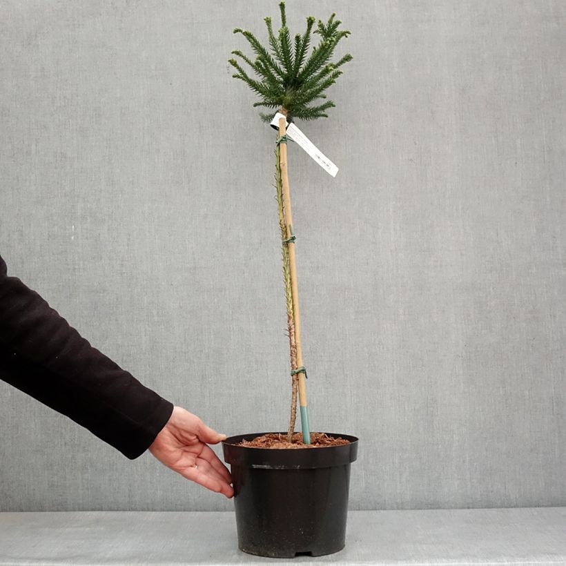 Cryptomeria japonica Dinger 4L/5L pot sample as delivered in winter