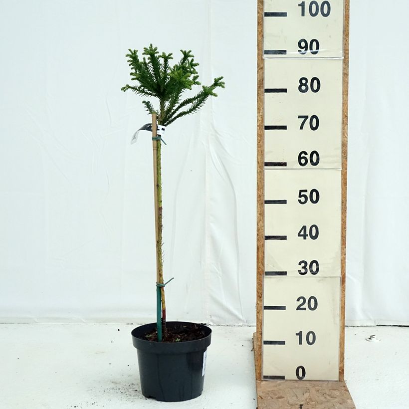 Cryptomeria japonica Dinger 4L/5L pot, Standard sample as delivered in autumn