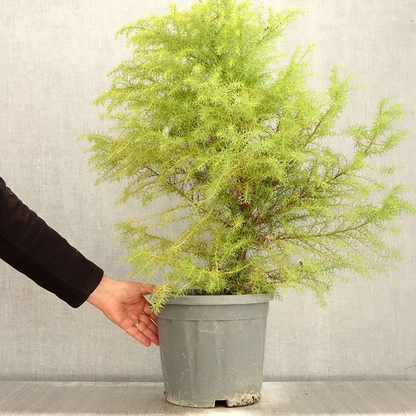 Cryptomeria japonica Elegans - Japanese Cedar 7.5L/10L pot sample as delivered in autumn
