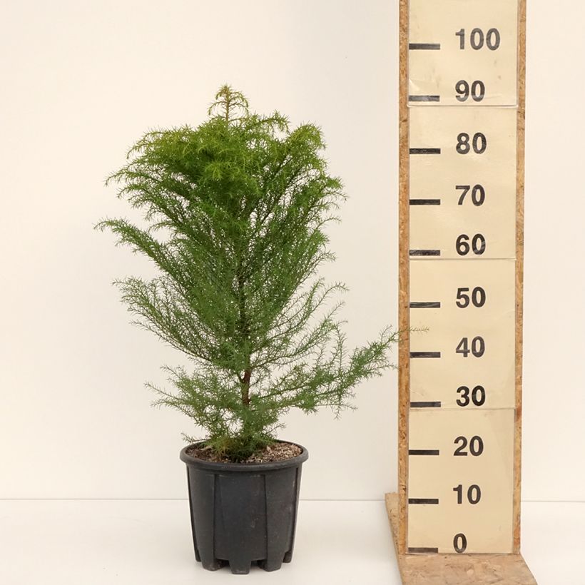 Cryptomeria japonica Elegans - Japanese Cedar 7.5L/10L pot sample as delivered in winter
