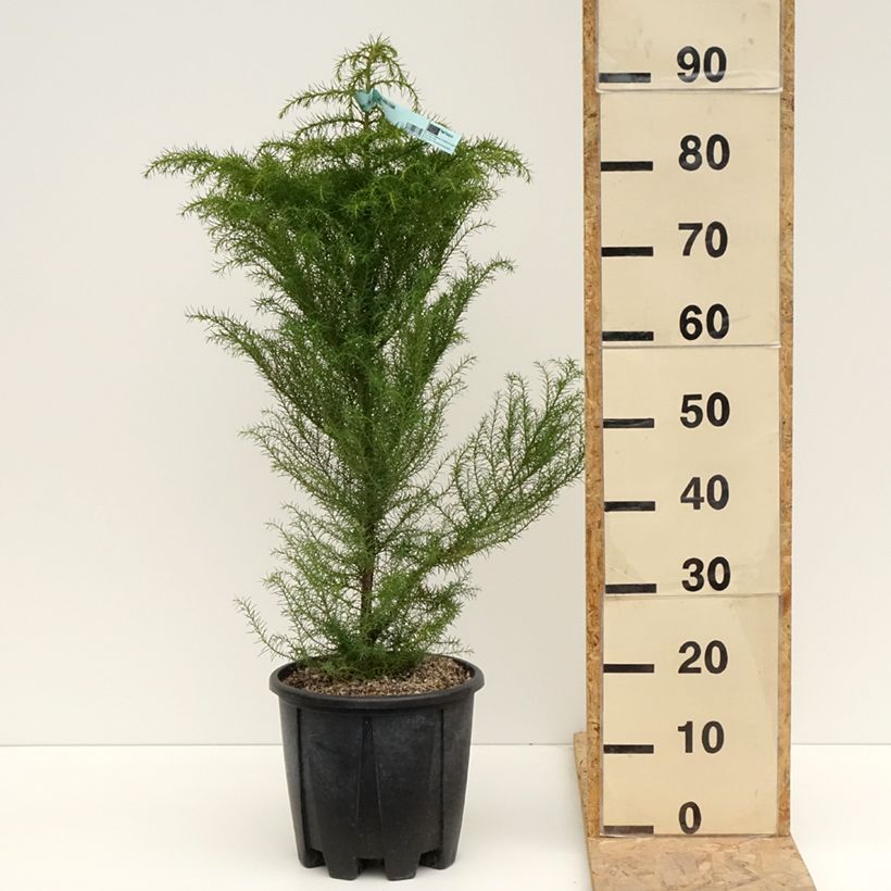 Cryptomeria japonica Elegans - Japanese Cedar 7.5L/10L pot sample as delivered in spring