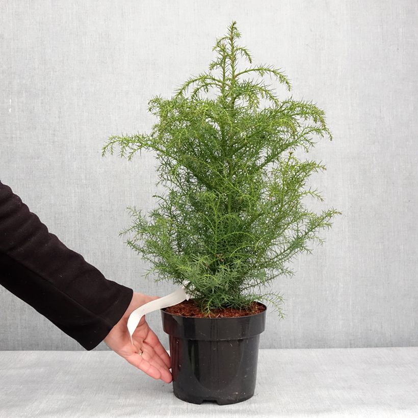 Cryptomeria japonica Elegans Viridis 2L/3L pot sample as delivered in winter