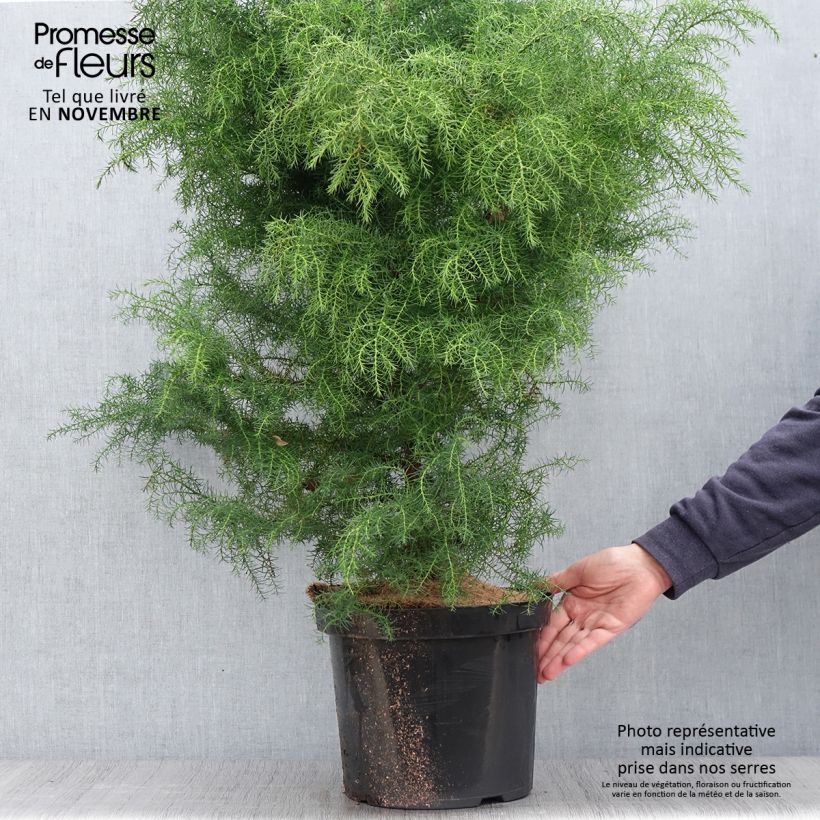 Cryptomeria japonica Elegans Viridis 7.5L/10L pot sample as delivered in autumn