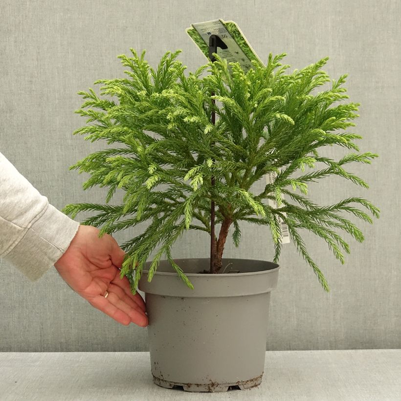 Cryptomeria japonica Globosa Nana 4L/5L pot sample as delivered in autumn
