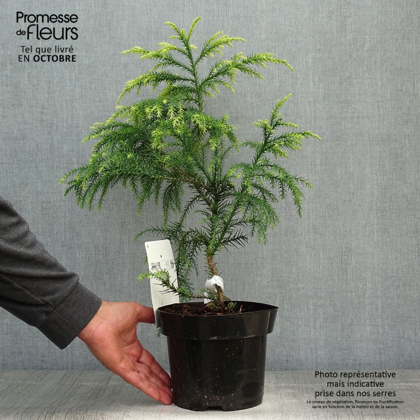 Cryptomeria japonica Sekkan-Sugi 2L/3L pot sample as delivered in autumn