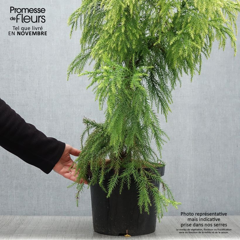 Cryptomeria japonica Sekkan-Sugi 7.5L/10L pot sample as delivered in autumn