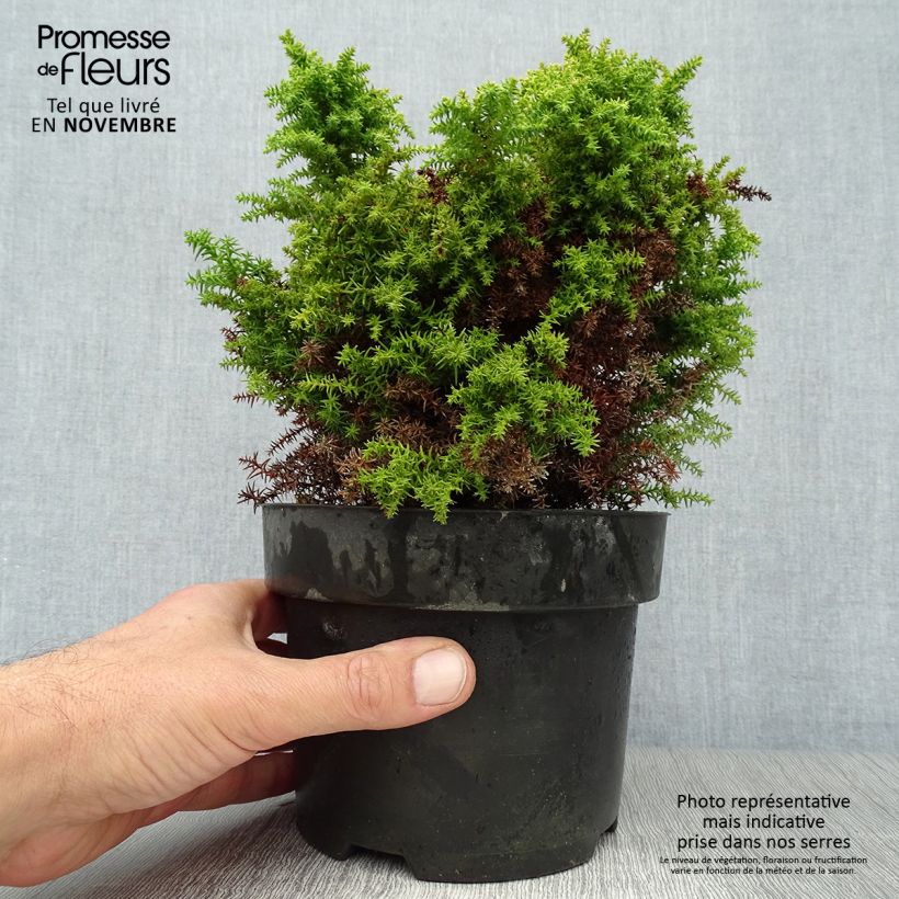 Cryptomeria japonica Twinkle Toes 2L/3L pot sample as delivered in autumn