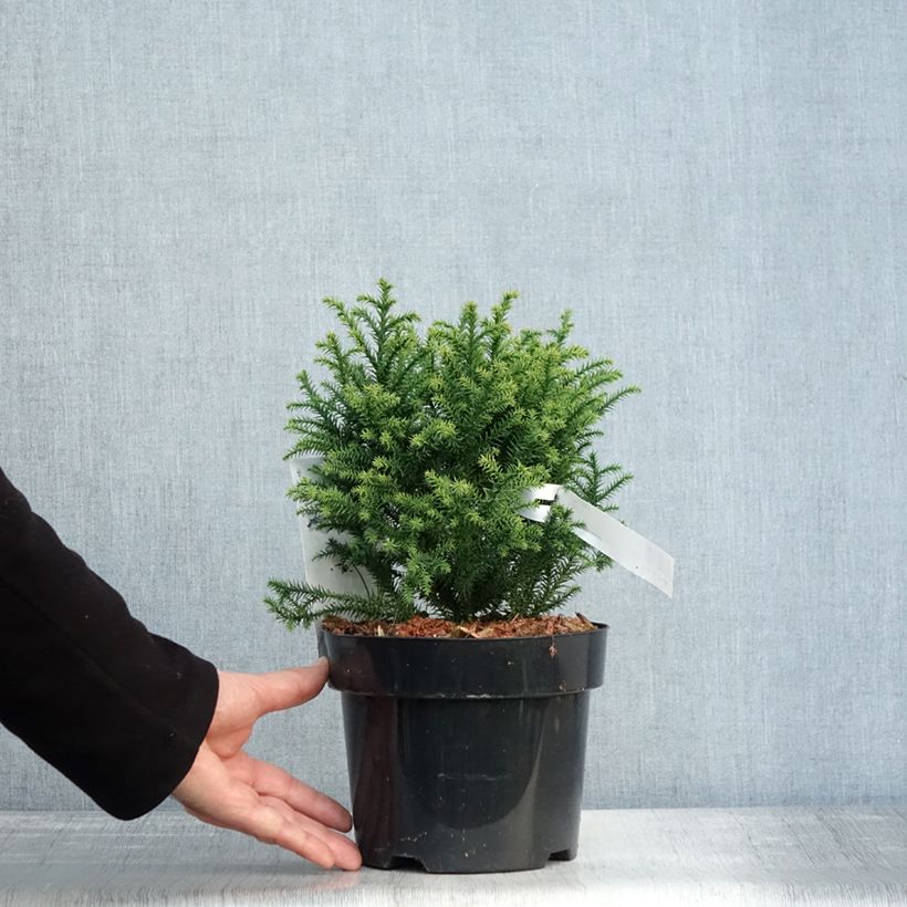 Cryptomeria japonica Vilmorin Gold 2L/3L pot sample as delivered in autumn