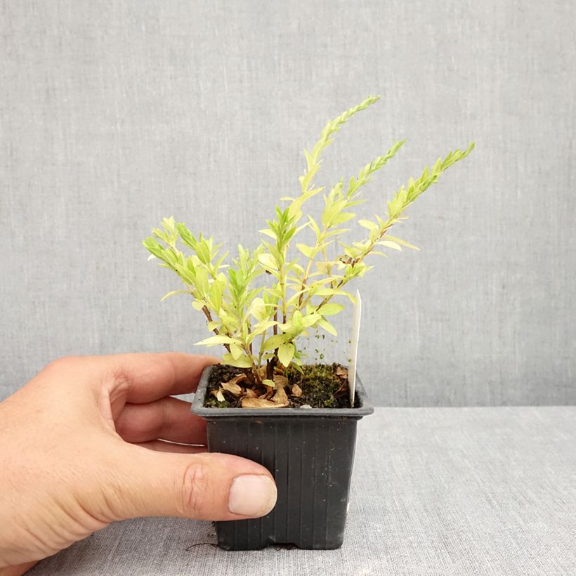Cuphea hyssopifolia Purple 8/9 cm pot sample as delivered in summer
