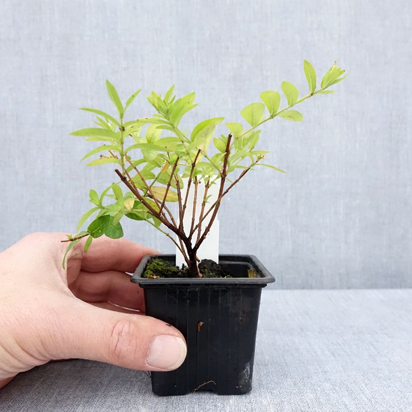 Cuphea hyssopifolia Purple 8/9 cm pot sample as delivered in spring
