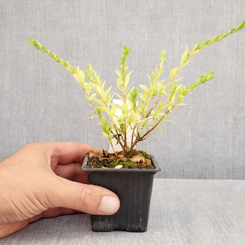 Cuphea hyssopifolia Purple 8/9 cm pot sample as delivered in autumn