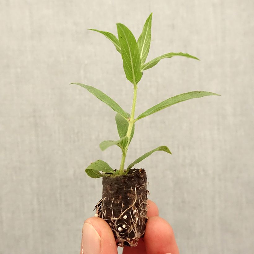 Cuphea llavea Torpedo - Bat-faced cuphea Plug plant 1.5/2.5 cm sample as delivered in spring