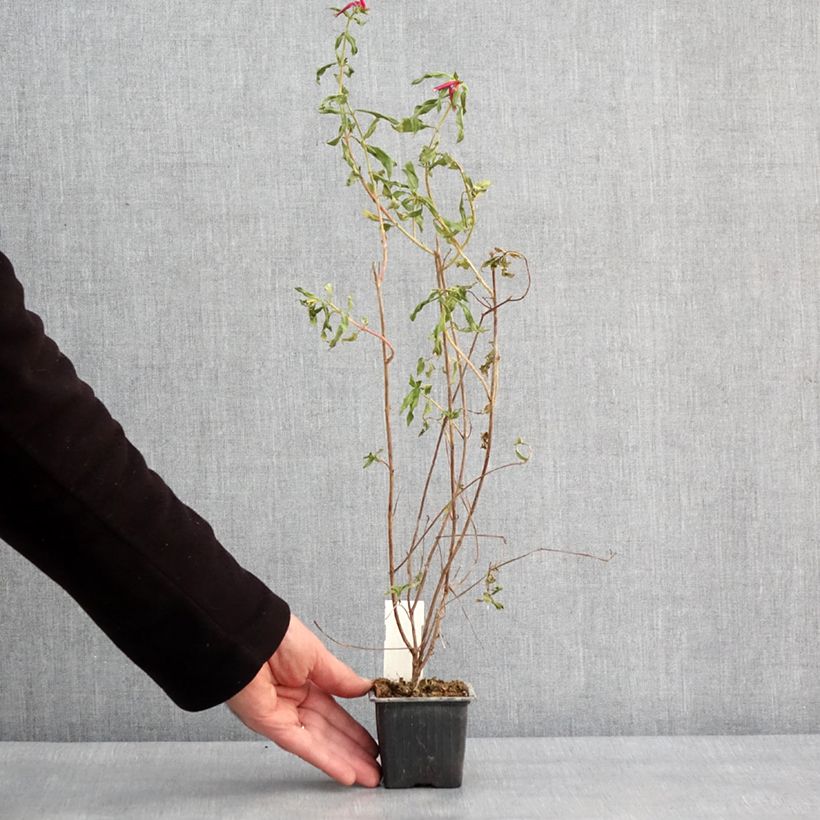 Cuphea Twinkle Pink 8/9 cm pot sample as delivered in winter