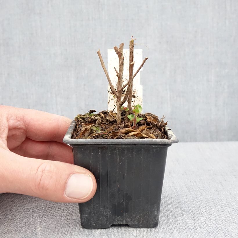 Cuphea Twinkle Pink 8/9 cm pot sample as delivered in spring