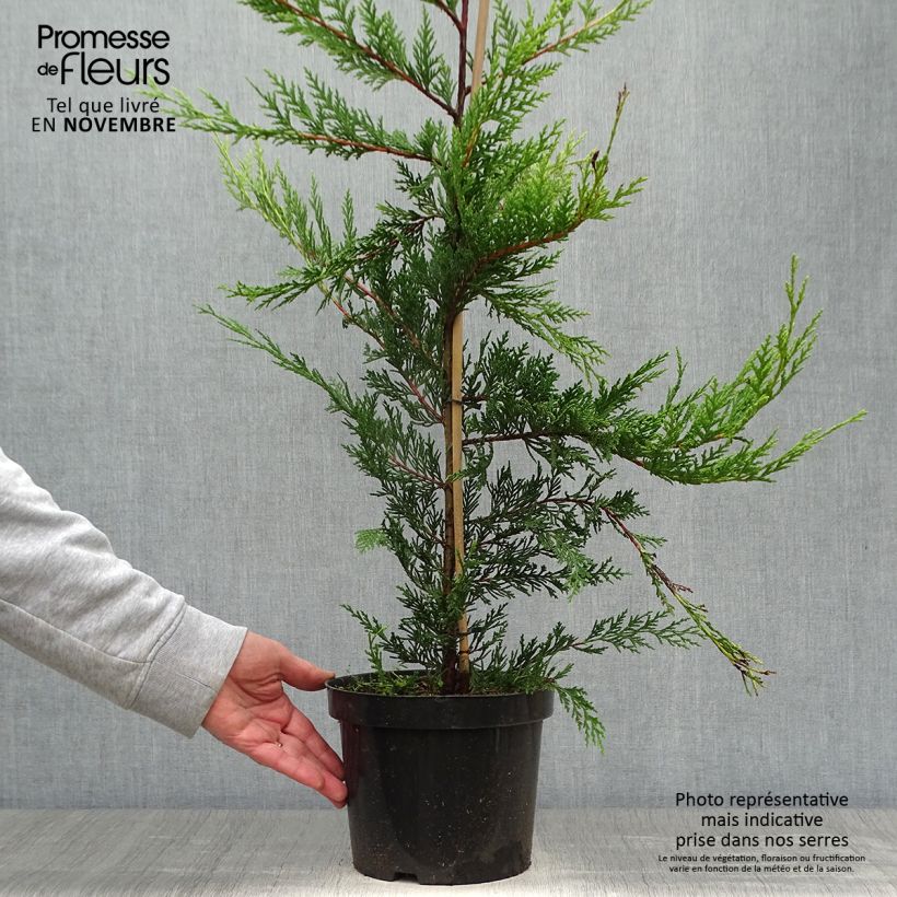 Cupressocyparis Castlewellan Gold - Leyland Cypress 3L/4L pot sample as delivered in autumn