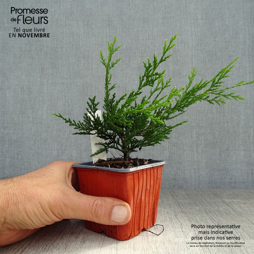 Cupressocyparis Castlewellan Gold - Leyland Cypress 8/9 cm pot sample as delivered in autumn