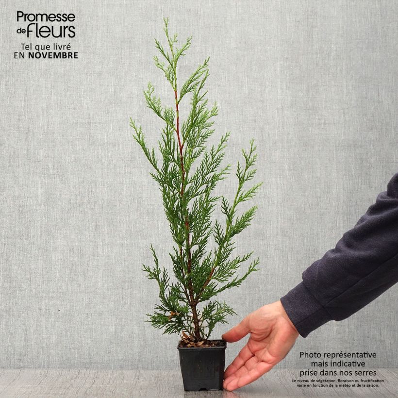 Cupressocyparis Leylandii 2001 - Leyland Cypress 8/9 cm pot sample as delivered in autumn