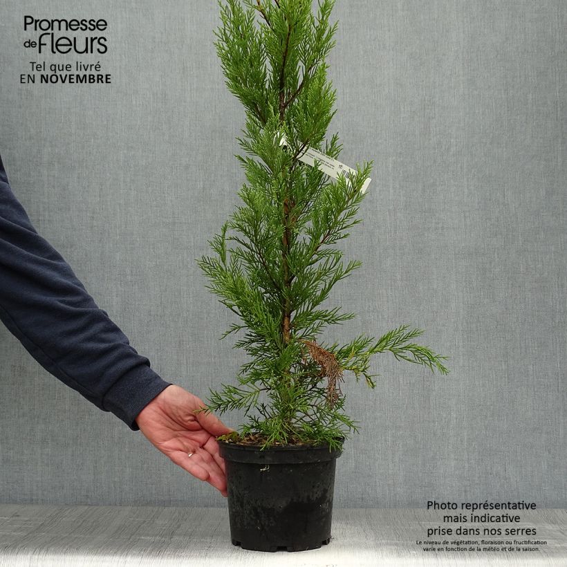 Cupressocyparis Leylandii 2001 - Leyland Cypress 2L/3L pot sample as delivered in autumn