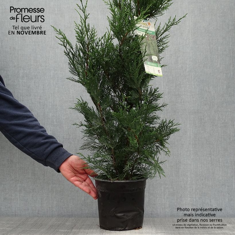 Cupressocyparis Leylandii 2001 - Leyland Cypress 4L/5L pot sample as delivered in autumn