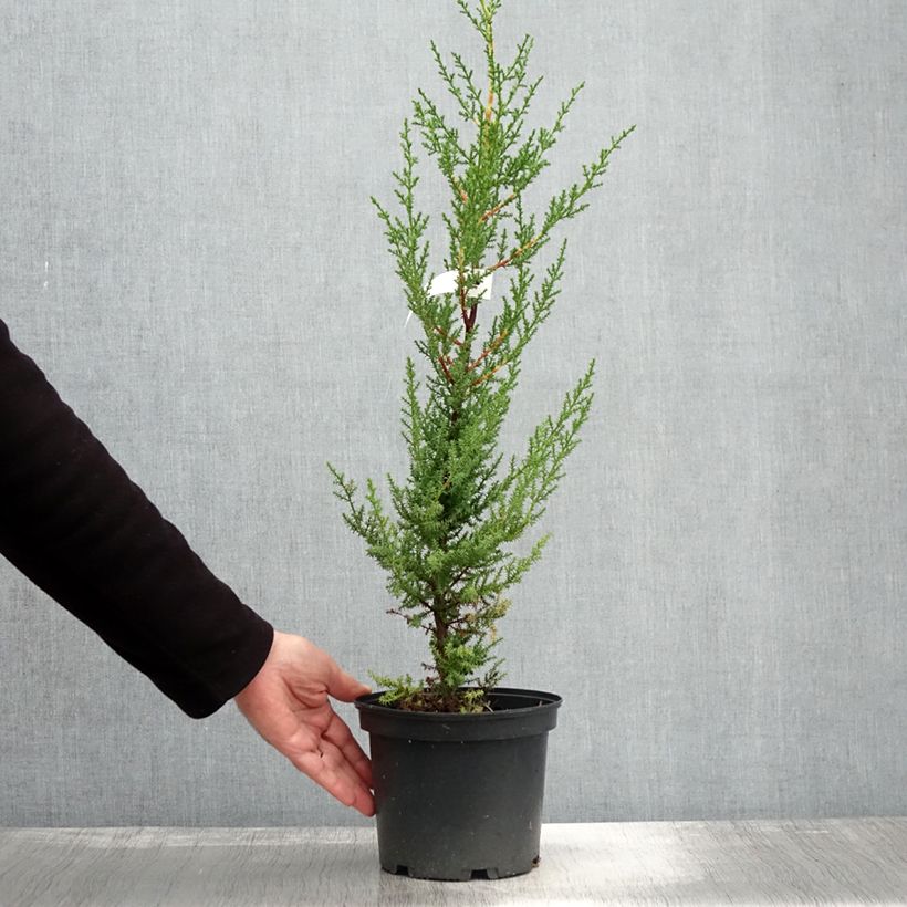 Cupressus macrocarpa 2L/3L pot sample as delivered in autumn