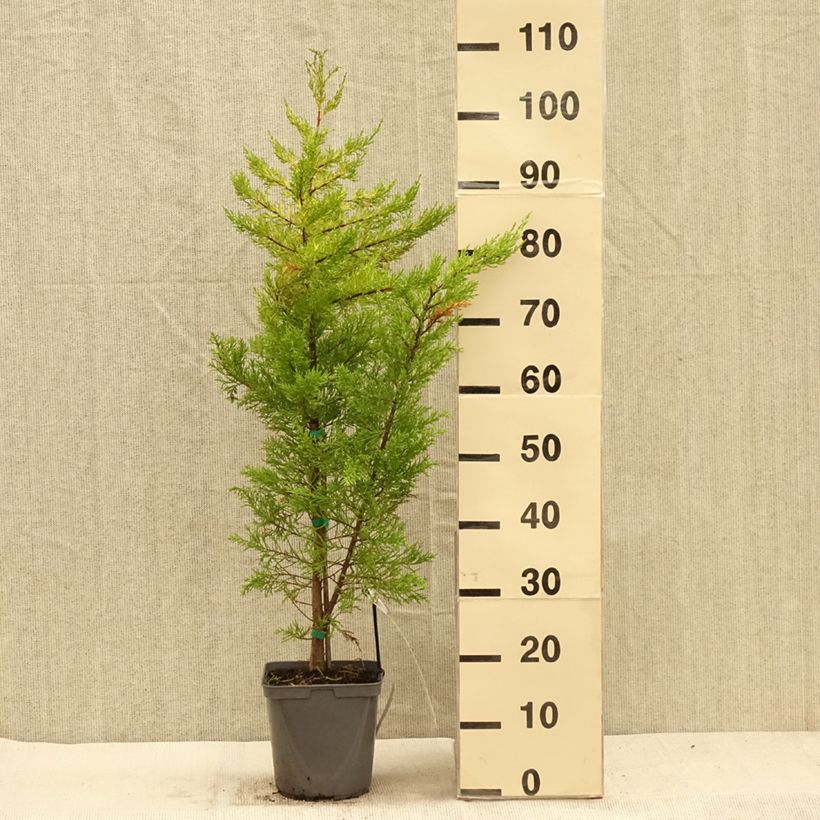 Cupressus macrocarpa Goldcrest 4L/5L pot sample as delivered in autumn