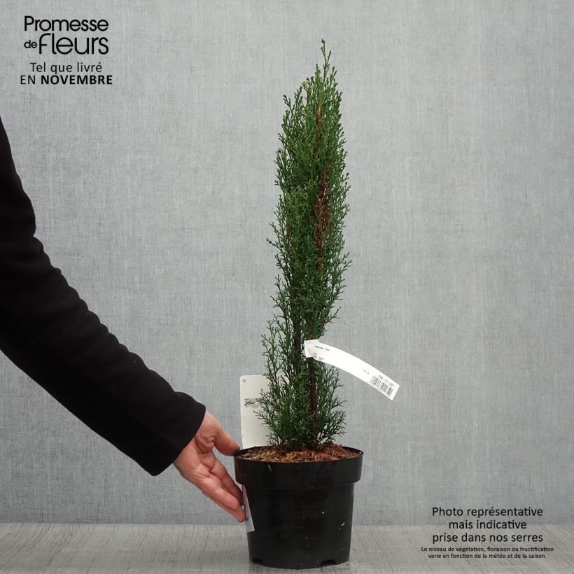 Cupressus sempervirens Totem - Florence Cypress 2L/3L pot sample as delivered in autumn
