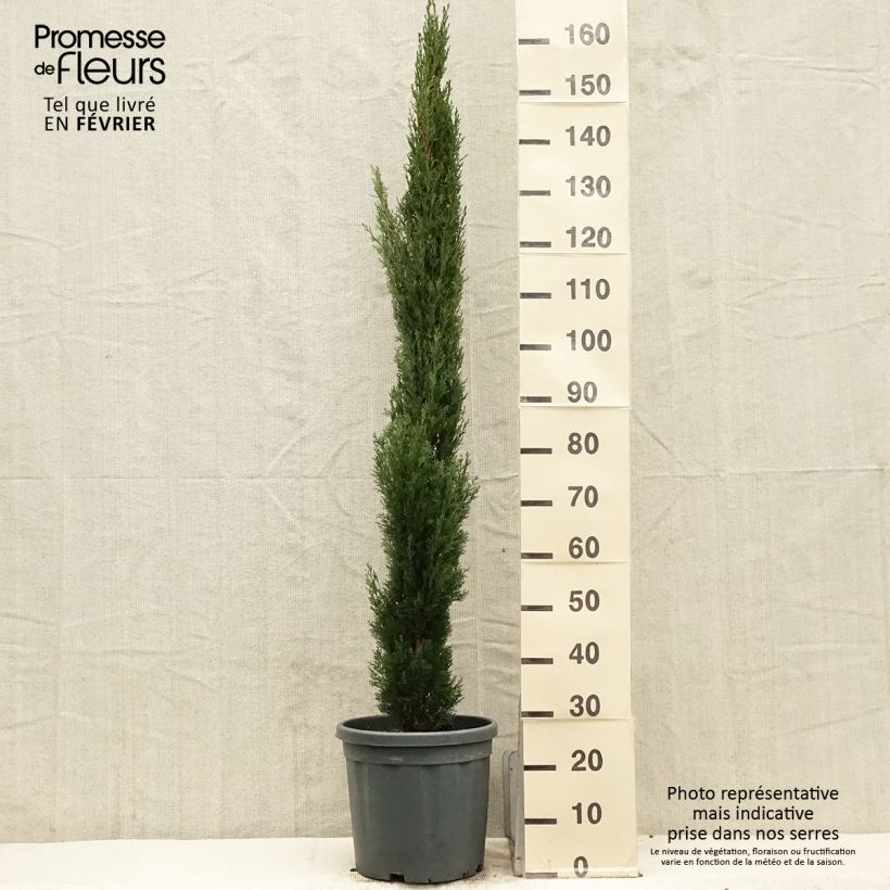 Cupressus sempervirens Totem - Florence Cypress 7.5L/10L pot sample as delivered in winter