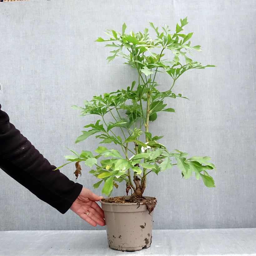 Cussonia spicata - Cabbage Tree 4L/5L pot sample as delivered in autumn