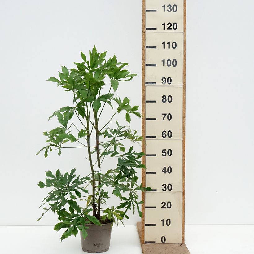 Cussonia spicata - Cabbage Tree 4L/5L pot sample as delivered in spring