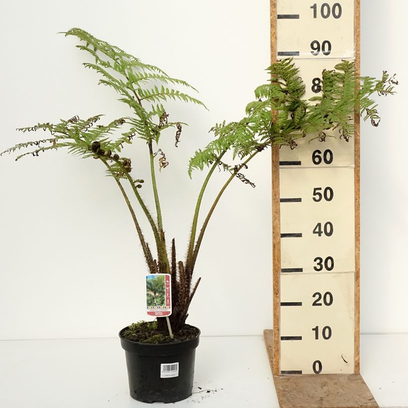 Cyathea lunulata - Tree fern 4L/5L pot sample as delivered in winter
