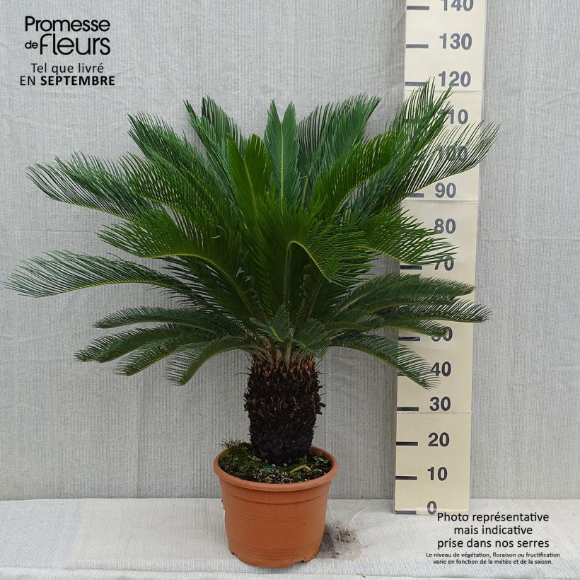 Cycas revoluta - Japanese Sago Palm 7.5L/10L pot sample as delivered in autumn