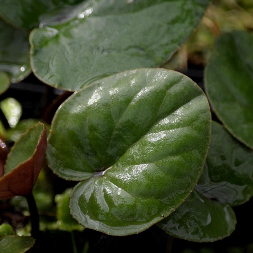 Cyclamen coum Album (Foliage)