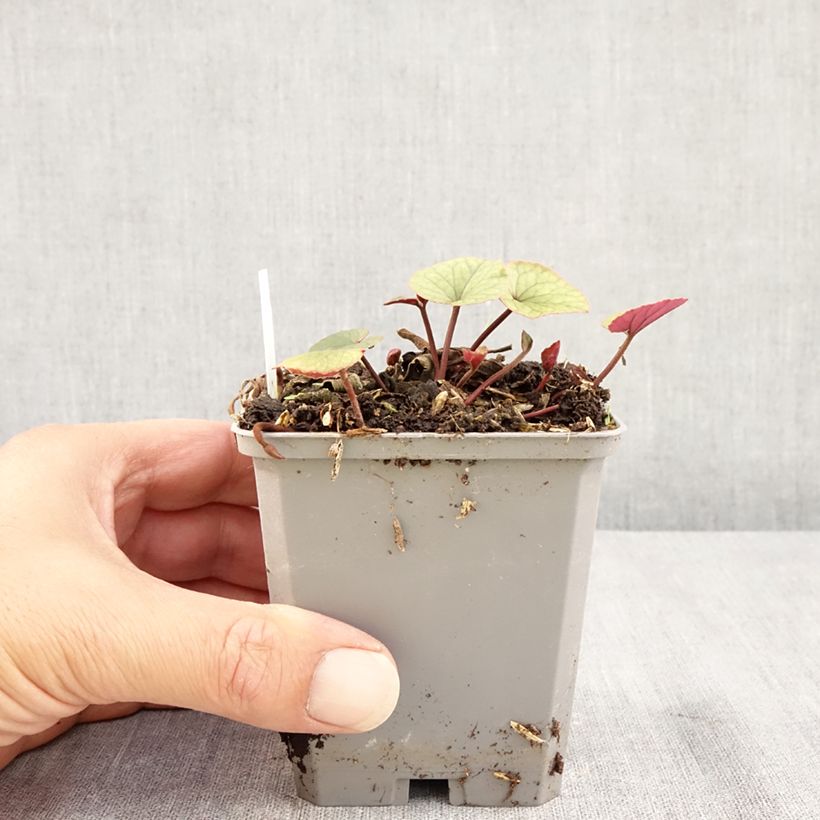 White-flowered Cyclamen Coum - Eastern sowbread 8/9 cm pot sample as delivered in summer