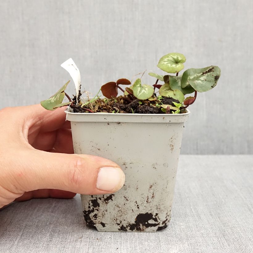 Pink-flowered Cyclamen coum with marbled foliage - Eastern sowbread 8/9 cm pot sample as delivered in summer
