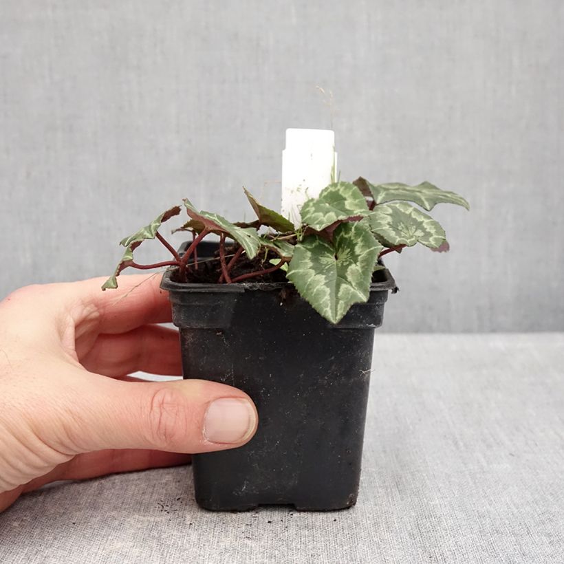 Pink-flowered Cyclamen coum with marbled foliage - Eastern sowbread 8/9 cm pot sample as delivered in winter