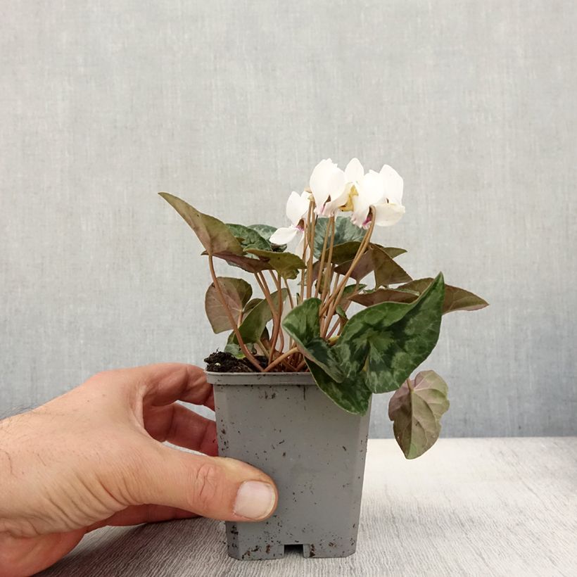 Cyclamen hederifolium Album 7/8 cm pot sample as delivered in autumn
