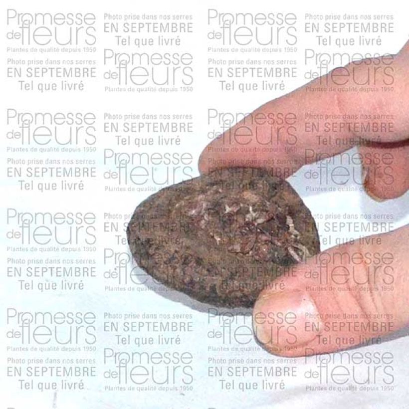 Example of Cyclamen persicum - Persian Cyclamen Bulb size I specimen as delivered