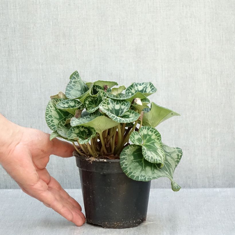 Cyclamen persicum blanc - Cyclamen des fleuristes blanc, Cyclamen d'Alep 1.5L/2L pot sample as delivered in autumn