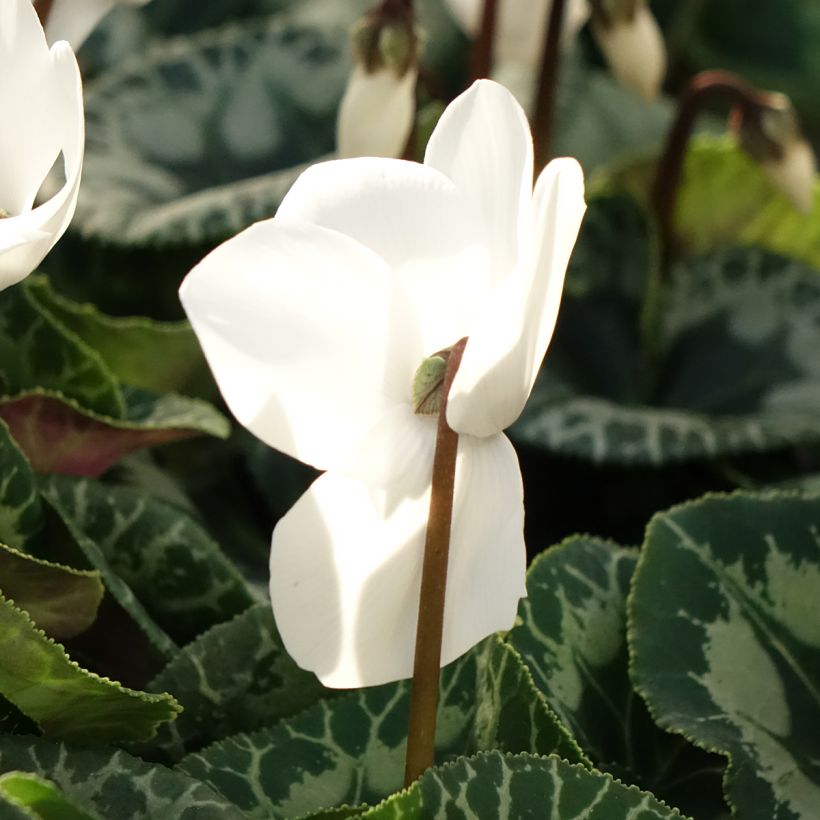 White Persian Cyclamen - Cyclamen persicum (Flowering)