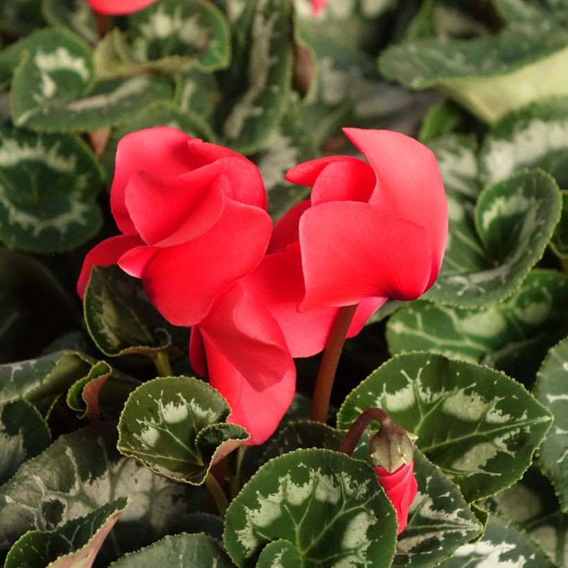 Red Persian Cyclamen - Cyclamen persicum (Flowering)