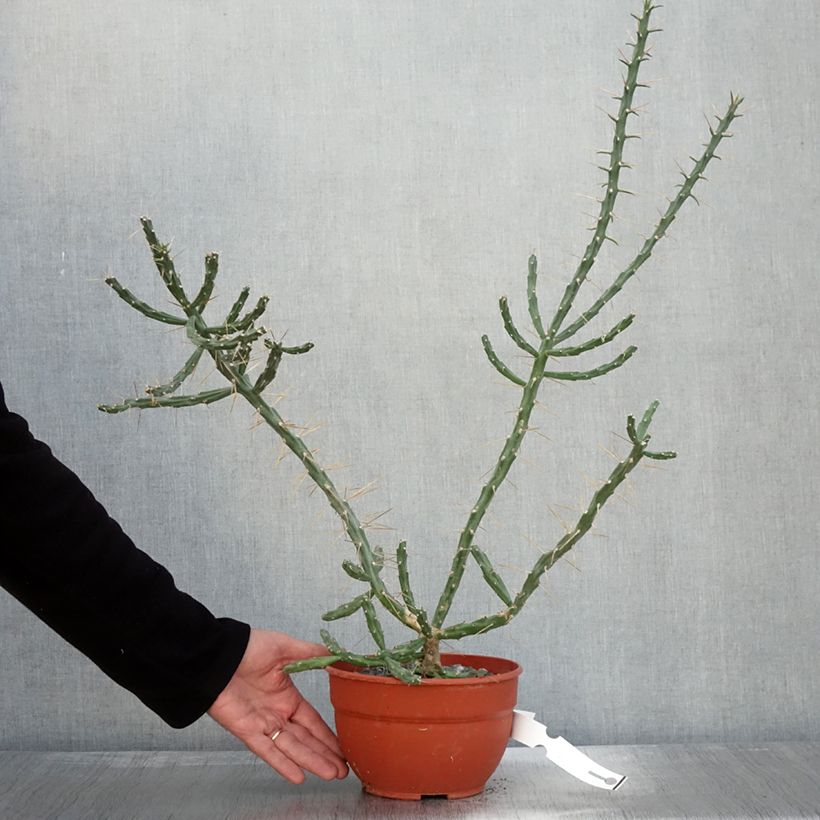 Cylindropuntia kleiniae 2L/3L pot sample as delivered in autumn